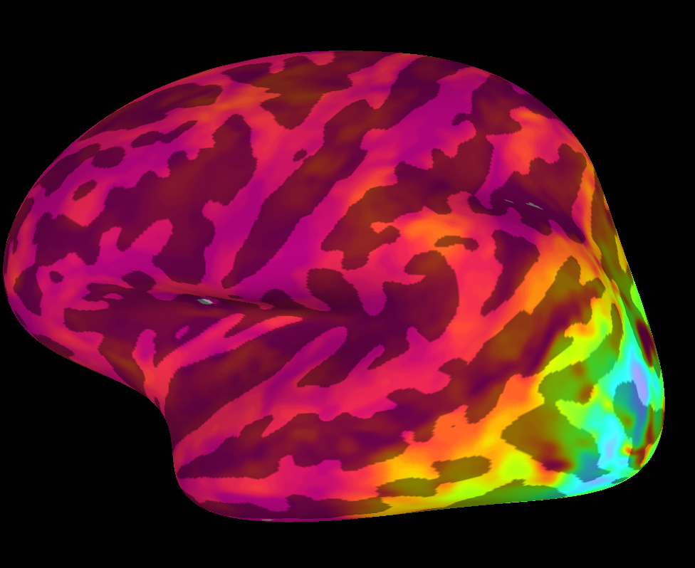 Inflated rendering of the human cortical surface with a colour overlay