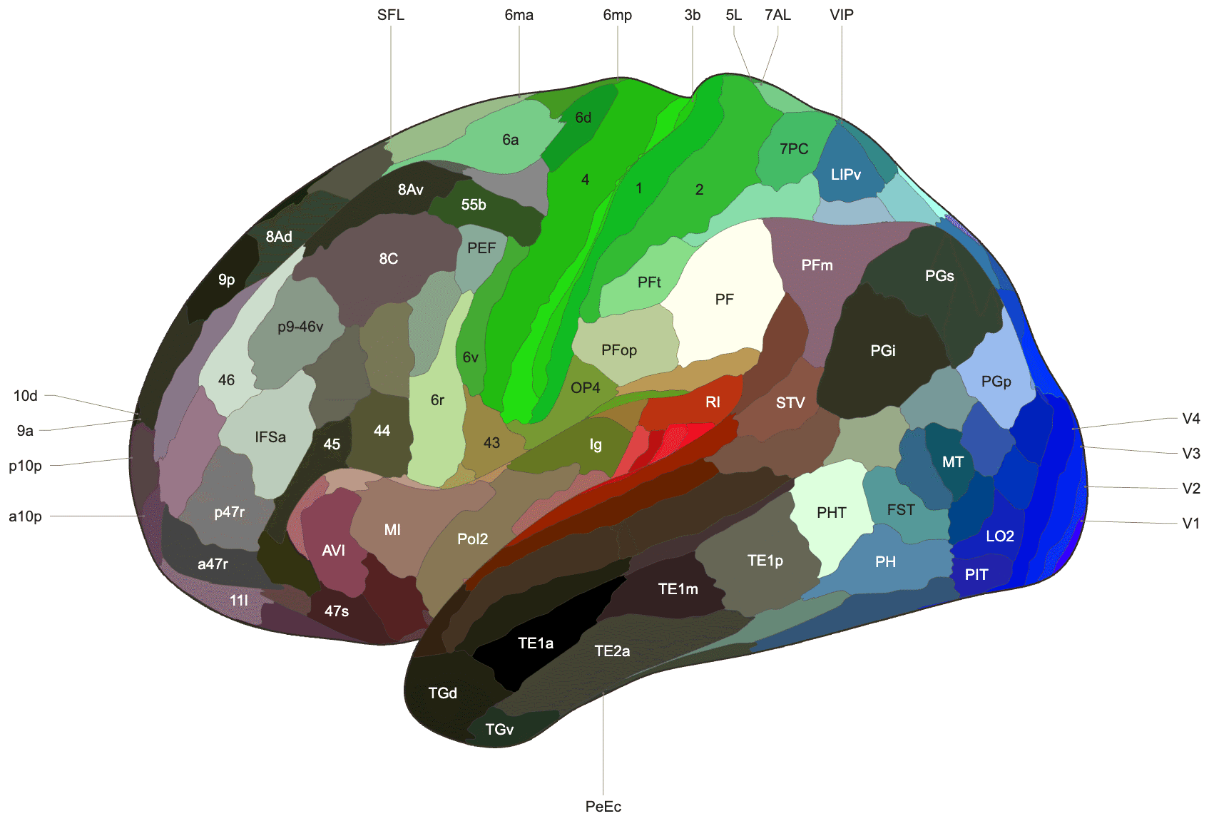 Flat lateral drawing of the left hemisphere divided into HCP-MMP1.0 parcels in their atlas colours, with area names such as V1, MT, 4, 3b, 44 and 45 inside the parcels or in the margins